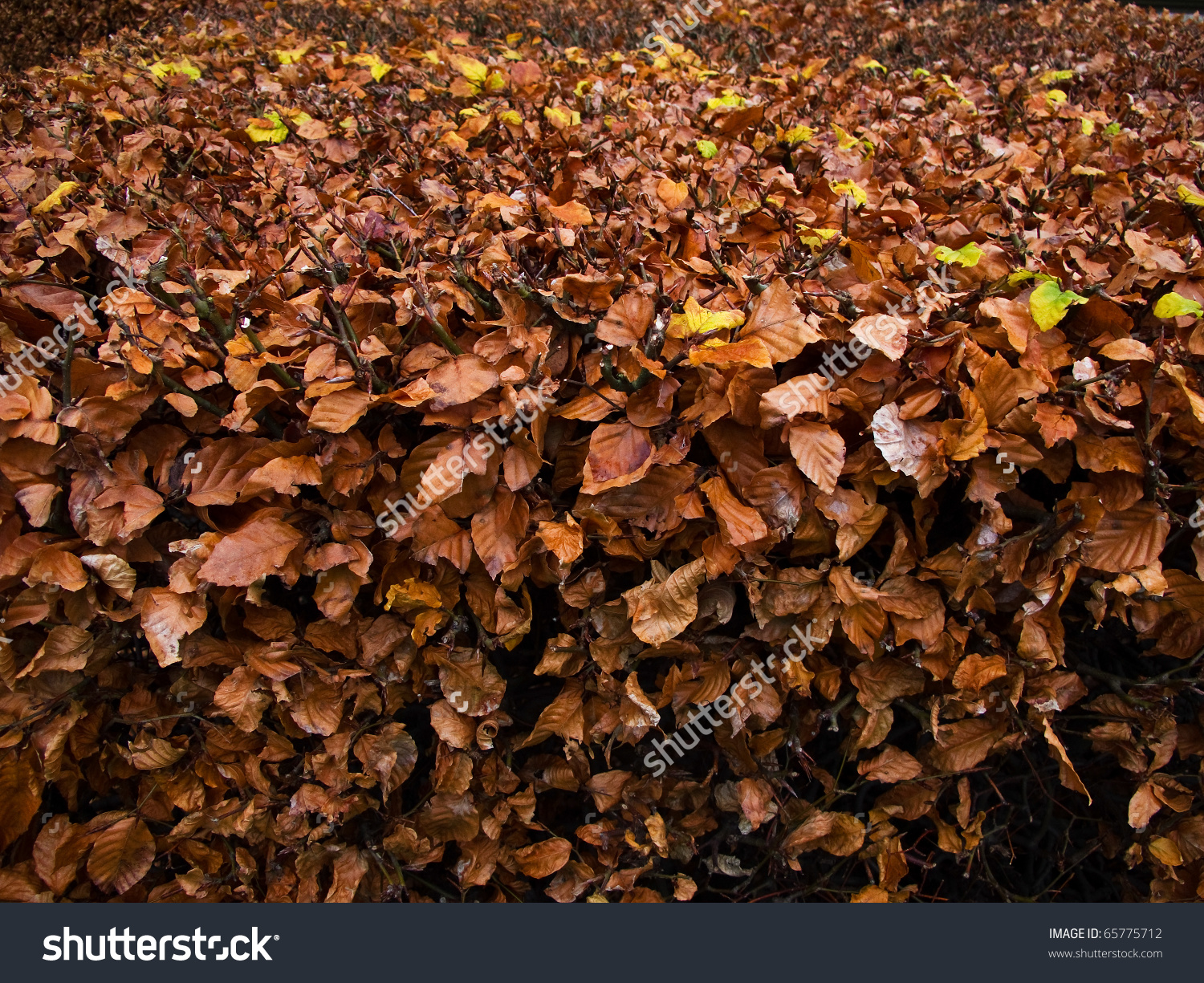 Beech Autumn Leaves On A Hedge, Fagus Sylvatica Stock Photo.