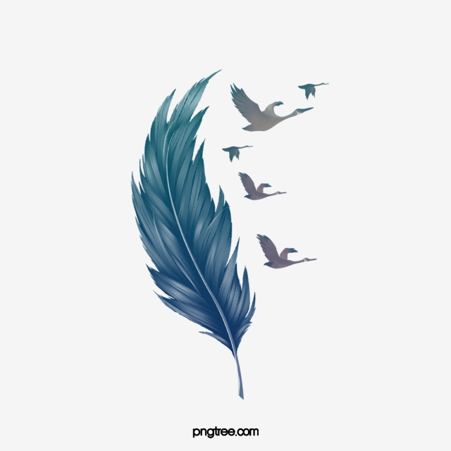 Feather Png, Vector, PSD, and Clipart With Transparent Background.