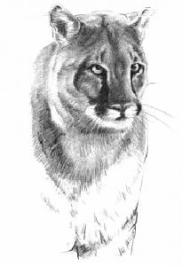 Cougar Clip Art Download.