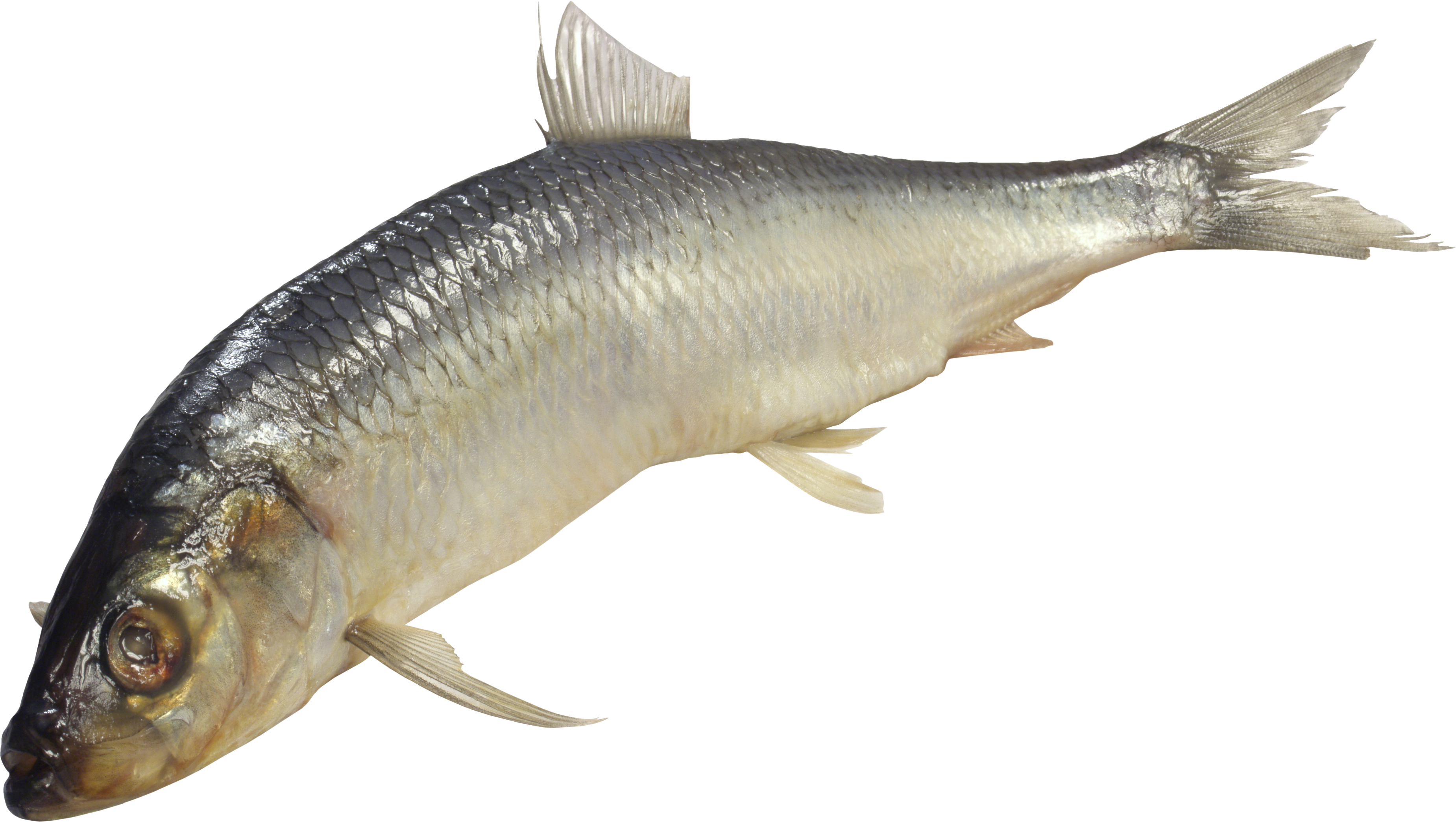 Fish PNG image, free download.