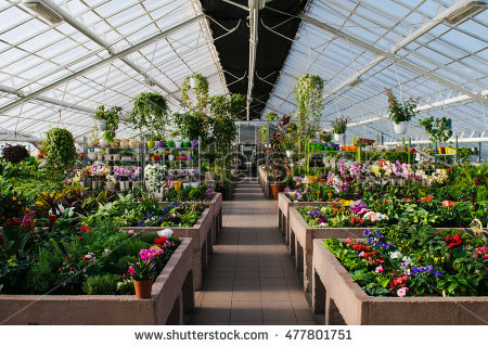 Greenhouse Flowers Stock Images, Royalty.