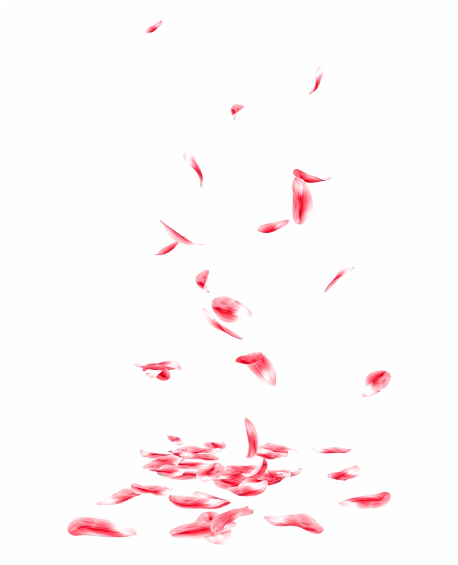 Falling Rose Petals Png Transparent.