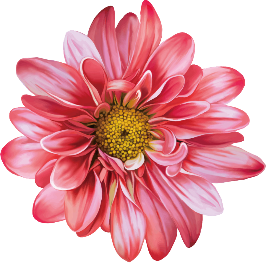 Chrysanthemum Flowers PNG Clipart.