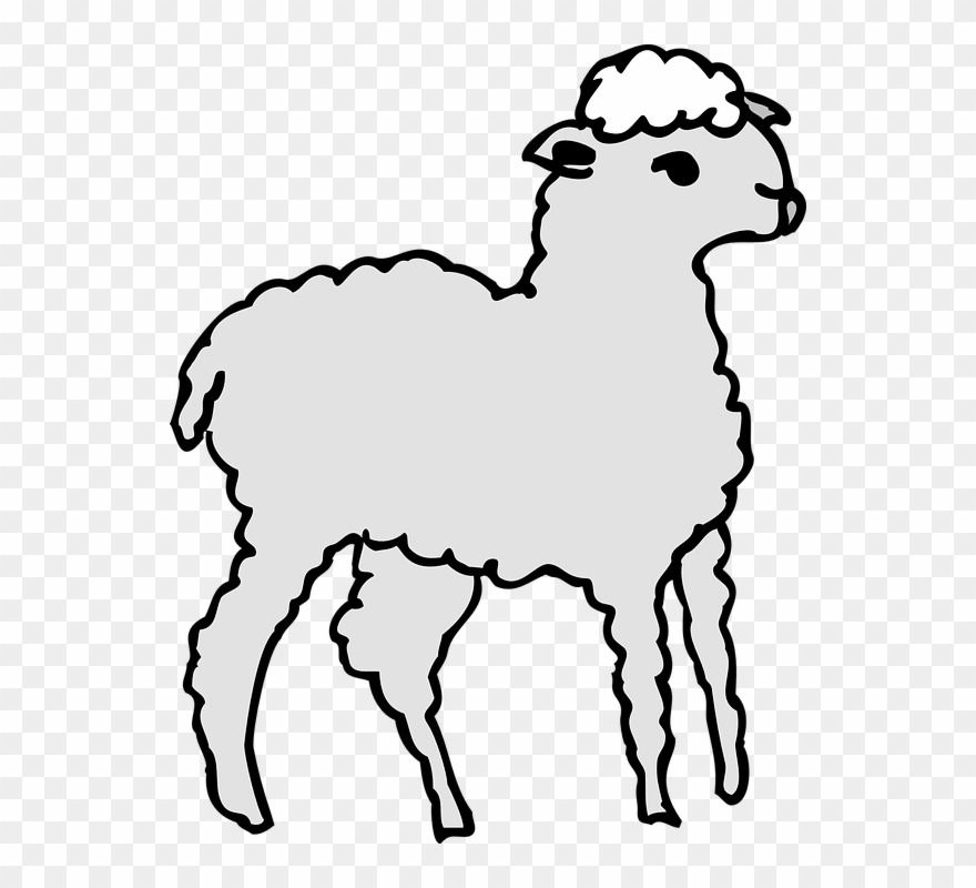 Drawn Lamb Fluffy Sheep Clipart (#2702373).