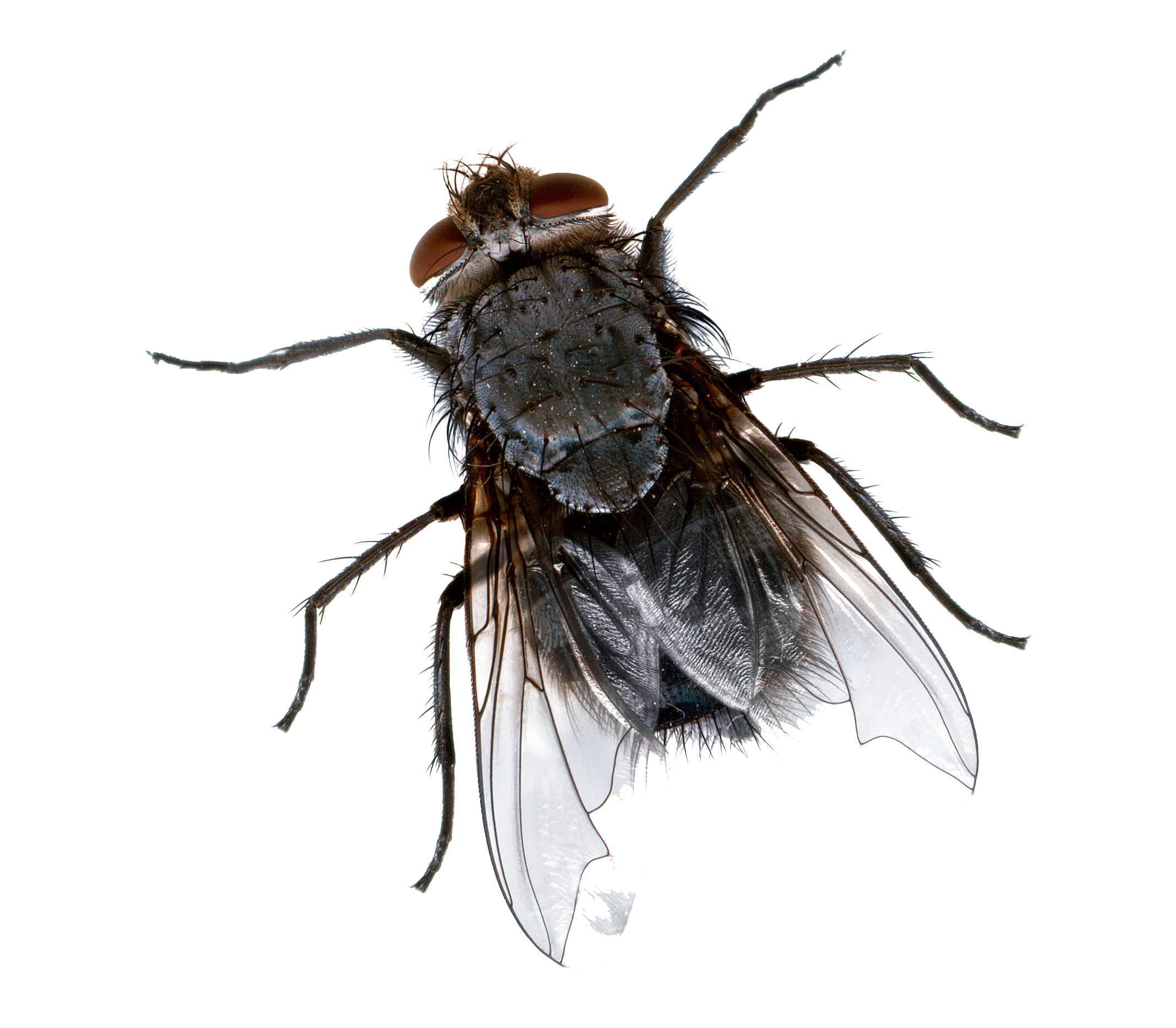 Flies PNG Images Transparent Free Download.