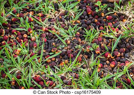 Seed of the foxtail Palm seed.