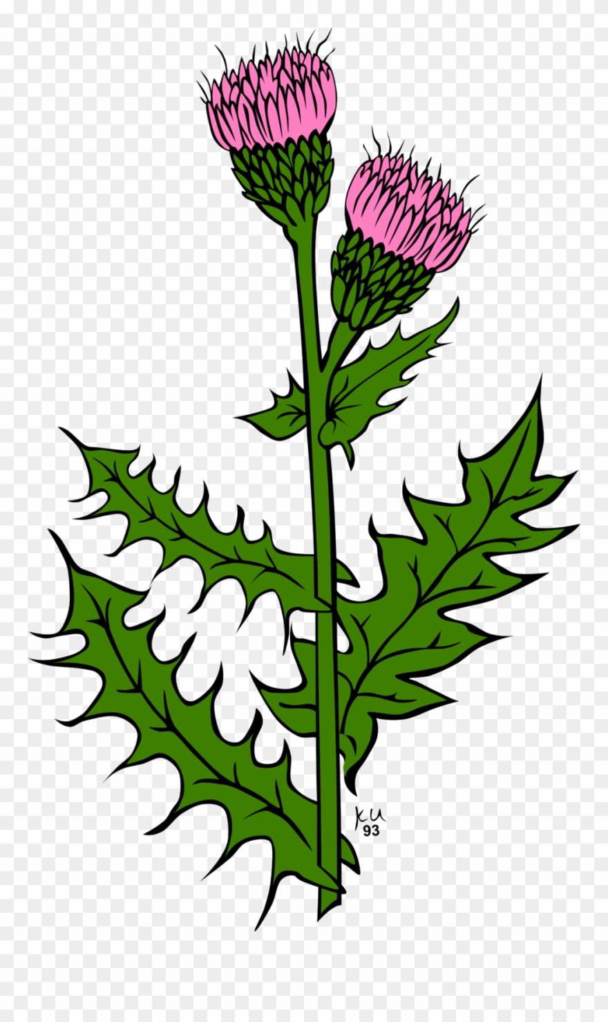 Ku Cirsium Arvense.