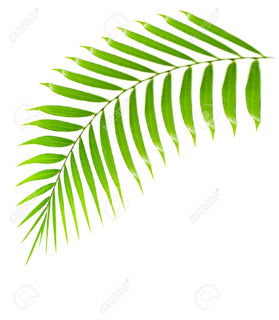 Palm frond background clipart.