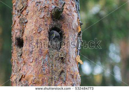 The Boreal Owl Stock Images, Royalty.