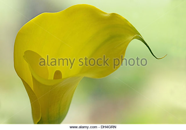 283 Types funnel shaped flower.