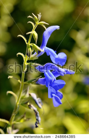 Genziana Stock Photos, Royalty.