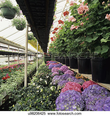 Stock Image of Greenhouse: Aisle with sprinkler overhead. Geranium.