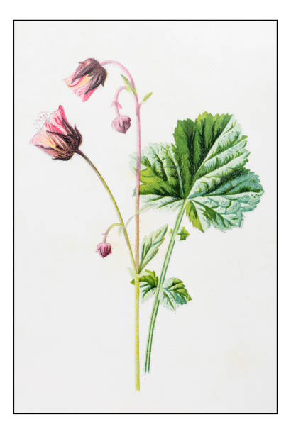 Water Avens Geum Rivale Clip Art, Vector Images & Illustrations.