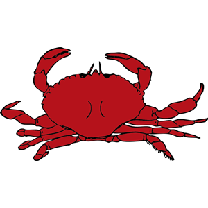 Gallery For > Ghost Crab Clipart.