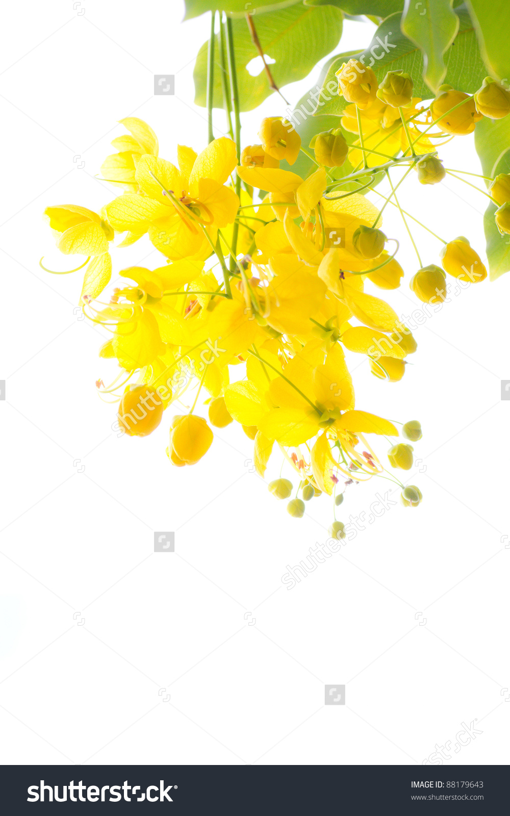 National Tree Thailand Golden Shower Tree Stock Photo 88179643.