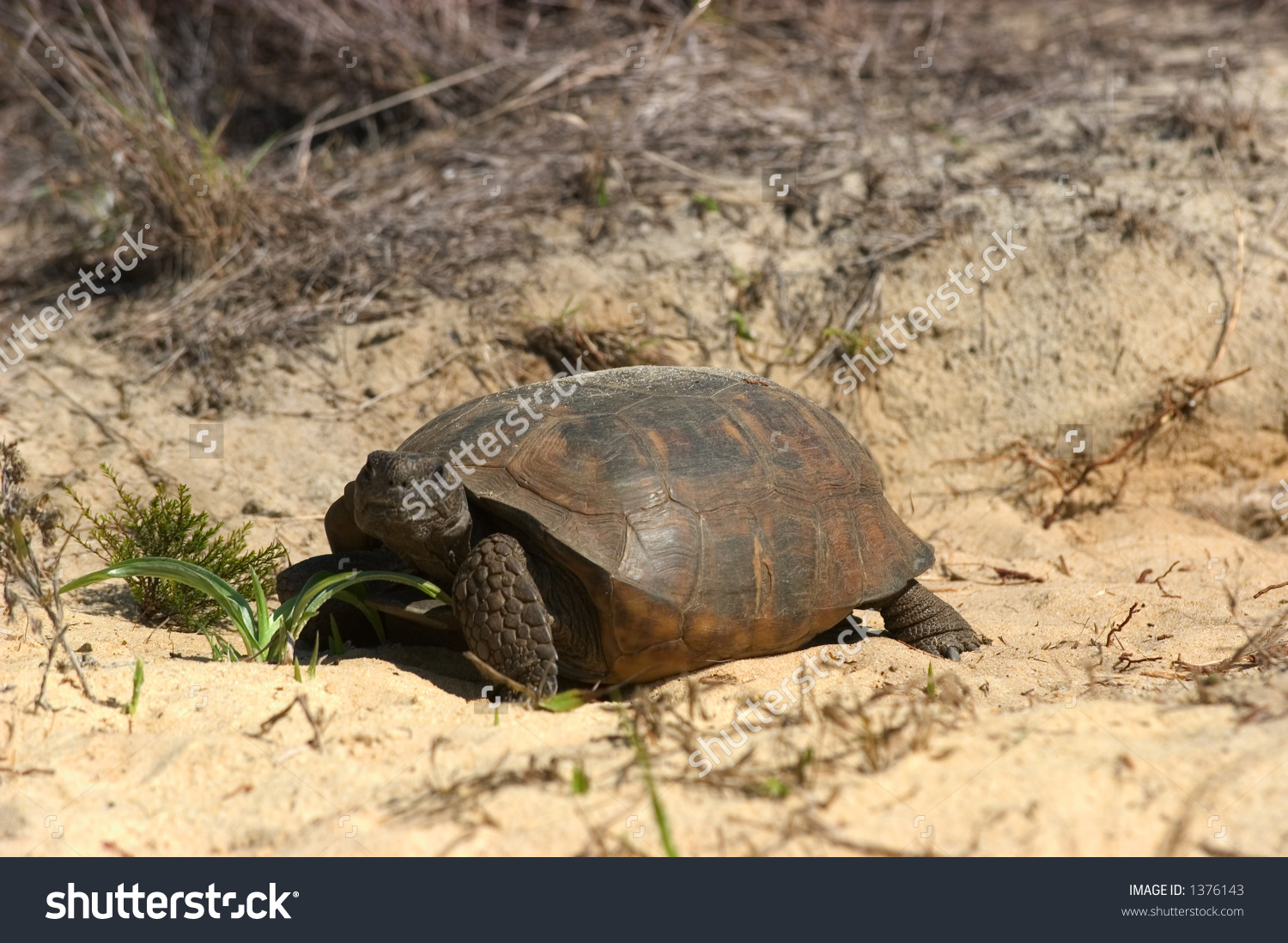 Gopher Tortoise (Gopherus Polyphemus).