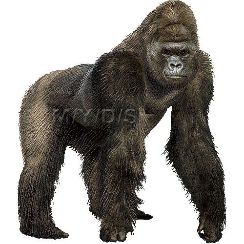 17 Best ideas about Gorilla Clipart on Pinterest.