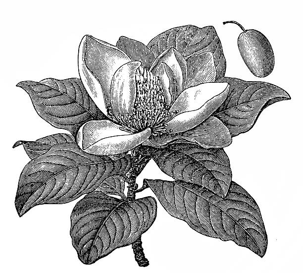 Antique Illustration Of Magnolia Grandiflora Southern Magnolia Or.