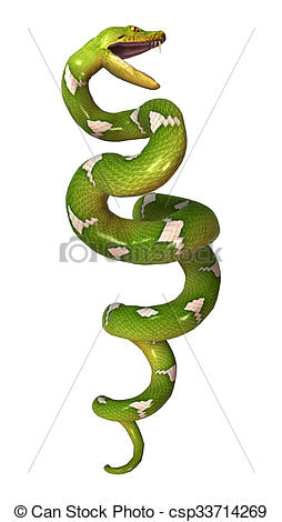 Stock Illustration of Green Tree Python on White.