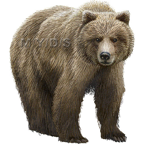 Grizzly Bear Clipart.