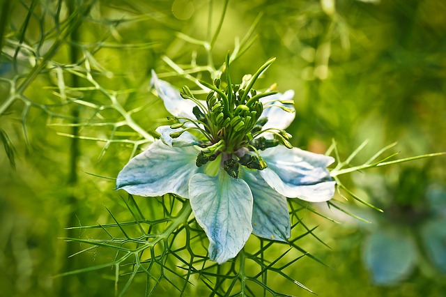 Free photo Virgin In The Green Nigella Damascena.