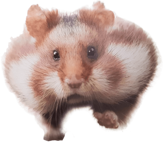 Running Hamster Transparent PNG Image #300.