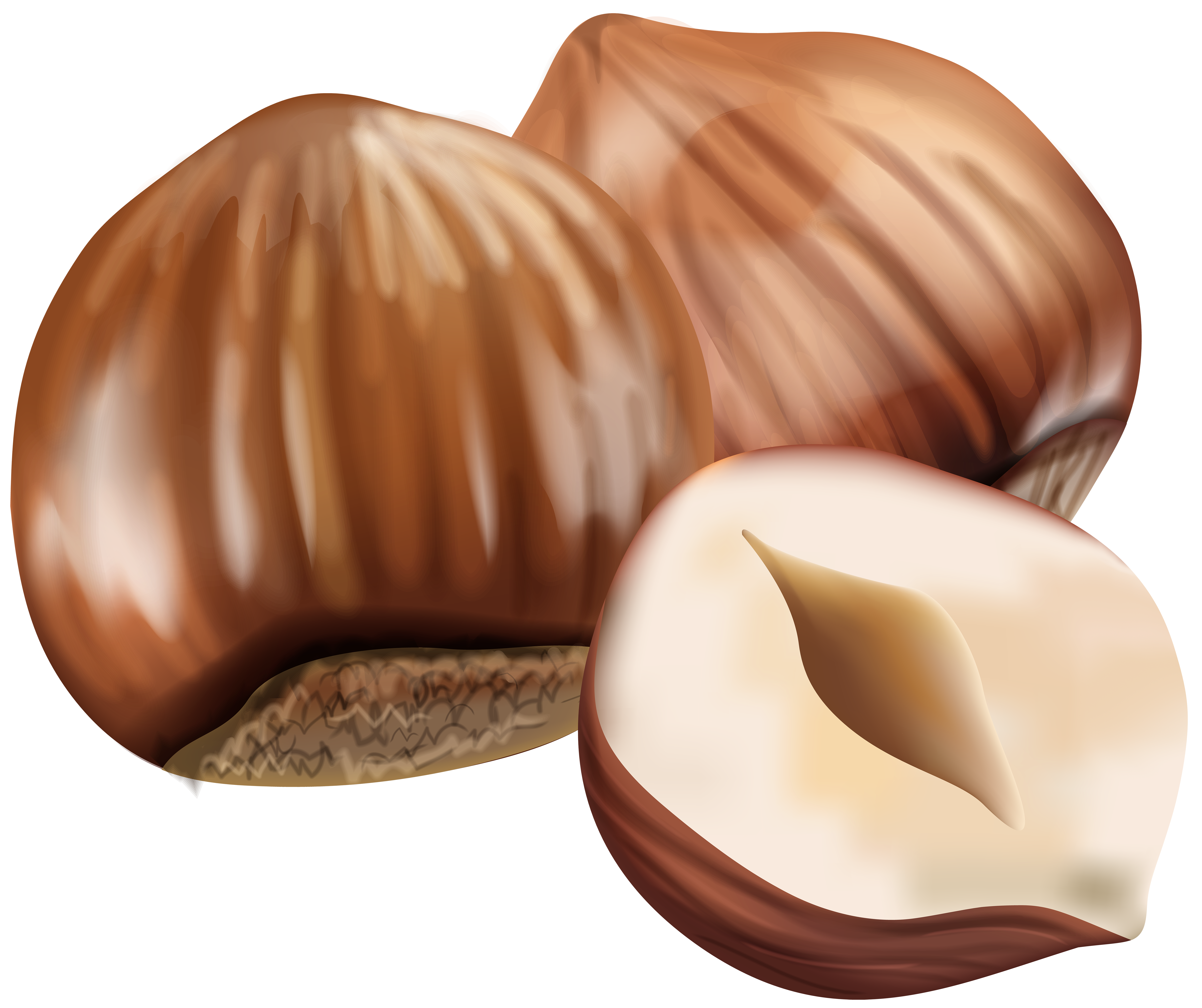 Hazelnut Transparent PNG Image.