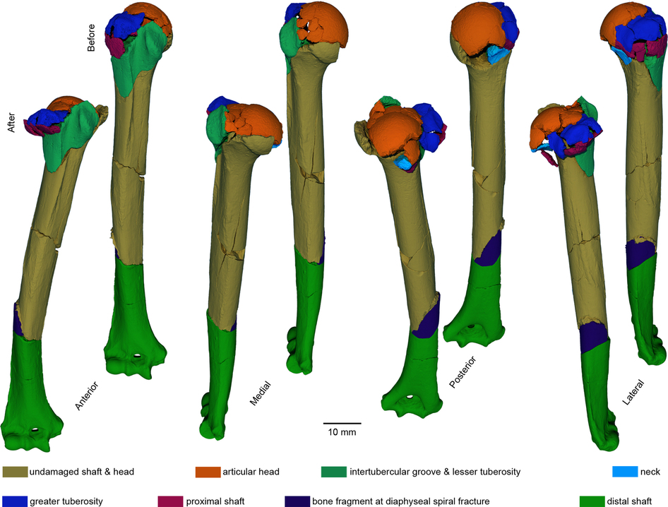 Perimortem fractures in Lucy suggest mortality from fall out of.