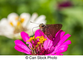 Stock Photos of borbo cinnara (Hesperiidae) Butterfly 0n flower.