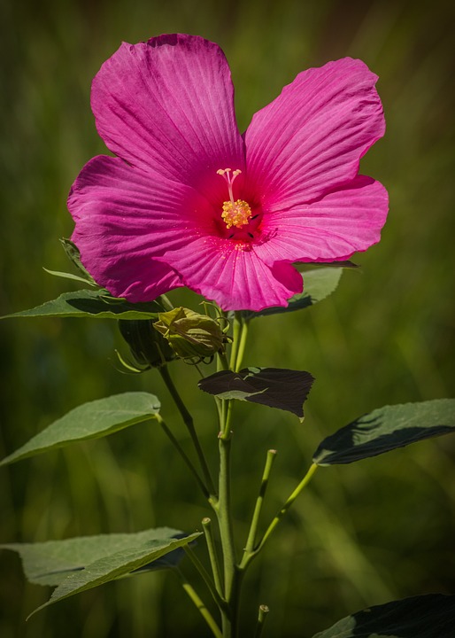 Free photo Swamp Hibiscus Flower Hibiscus Moscheutos Pink.