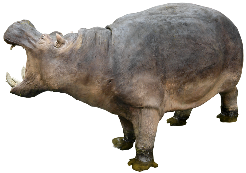 Hippopotamus PNG Transparent Images.