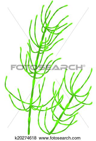 Clip Art of horsetail k20274618.