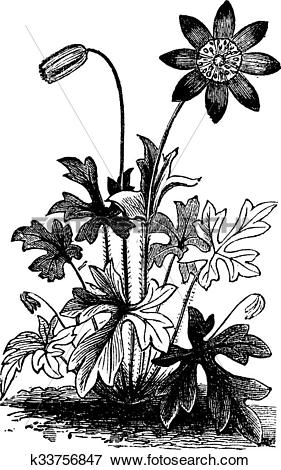 Clip Art of Anemone hortensis or Fior di Stella flower vintage.