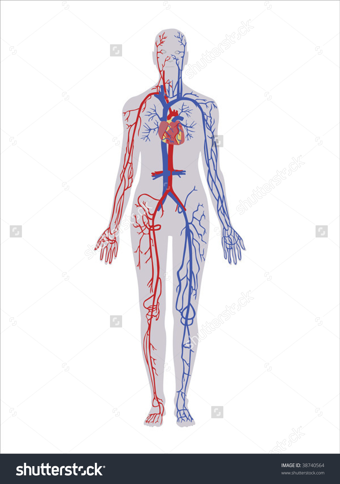 Principal Veins Arteries Vector Stock Vector 38740564.