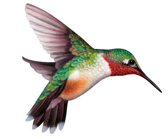 1000+ images about Hummingbirds & Clipart on Pinterest.