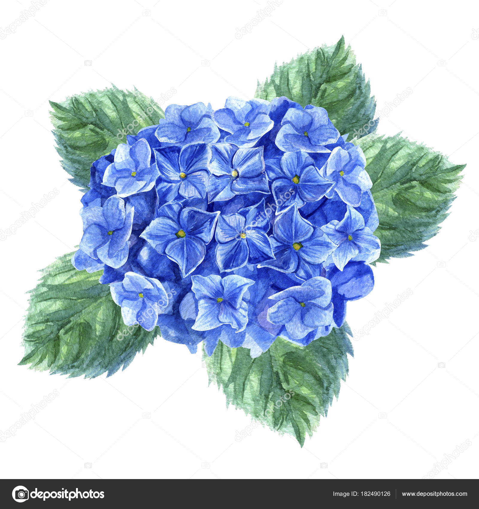 Clipart: hydrangeas clip art.