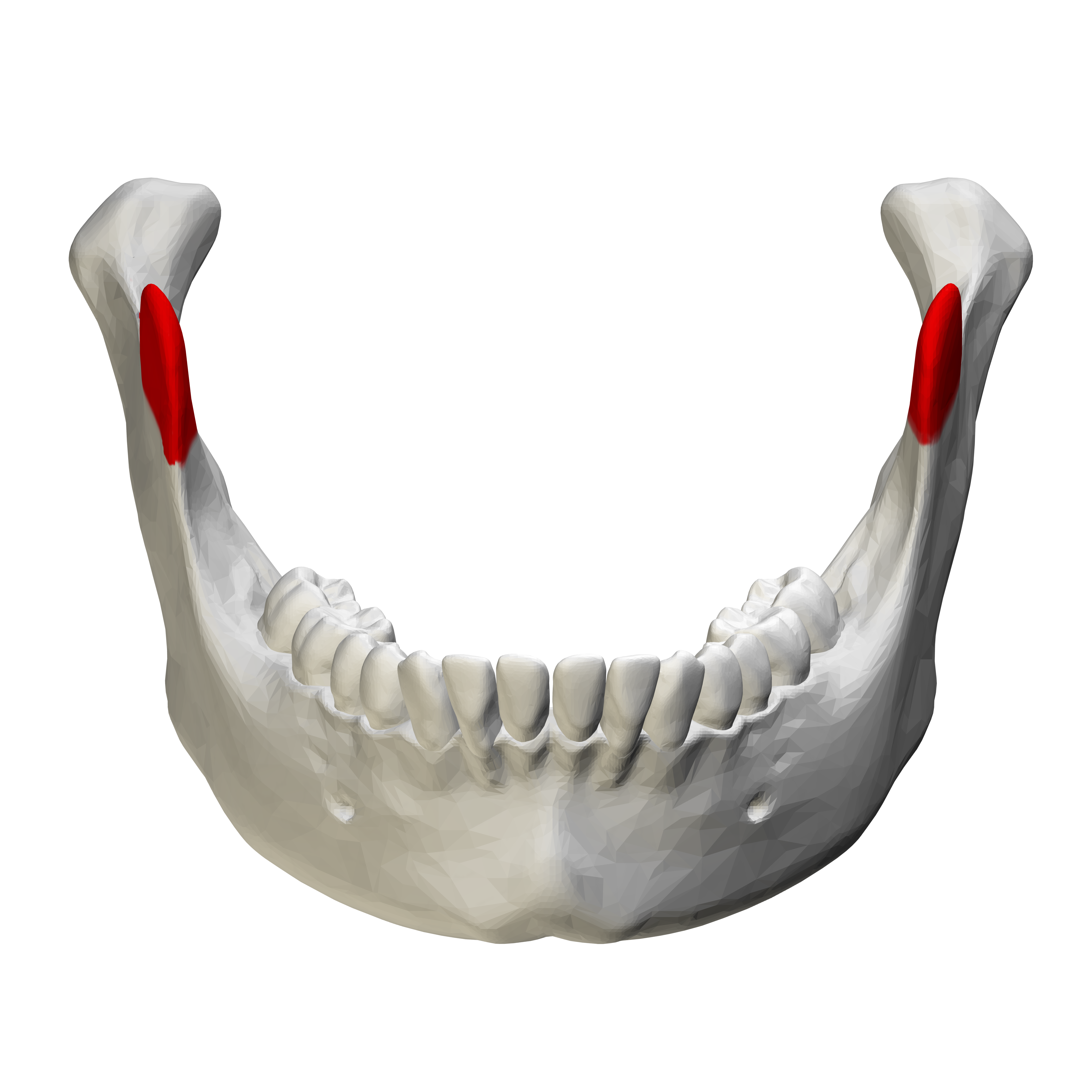 File:Coronoid process of mandible.