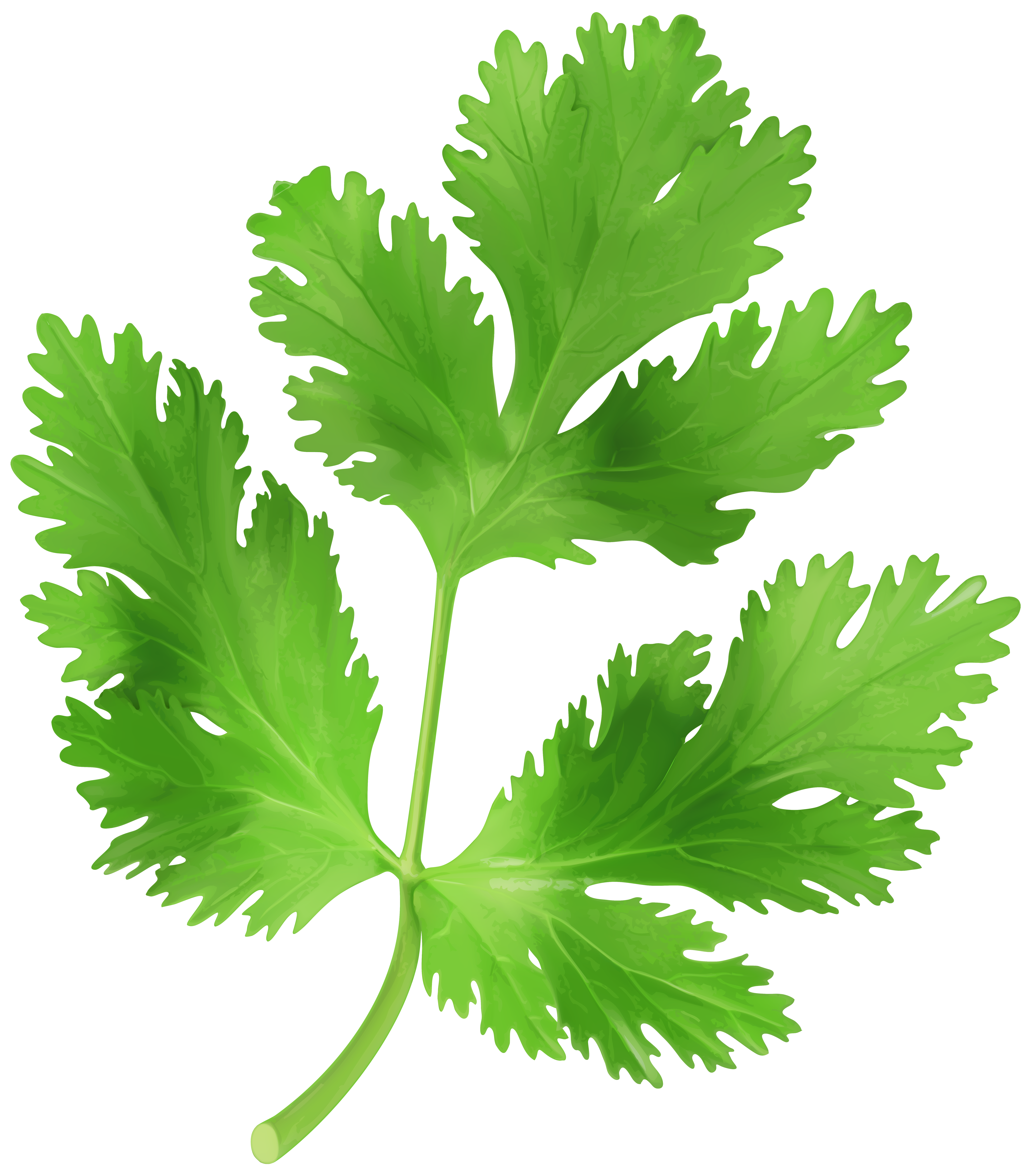 Parsley Transparent PNG Clip Art Image.