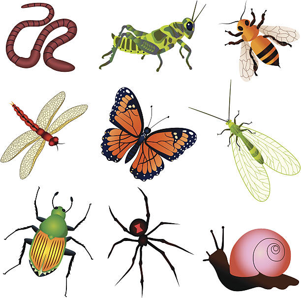 Green Lacewing Clip Art, Vector Images & Illustrations.