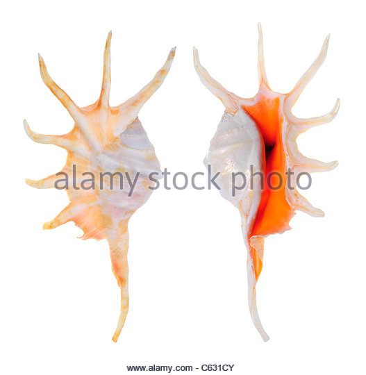 Lambis Spider Conch Stock Photos & Lambis Spider Conch Stock.