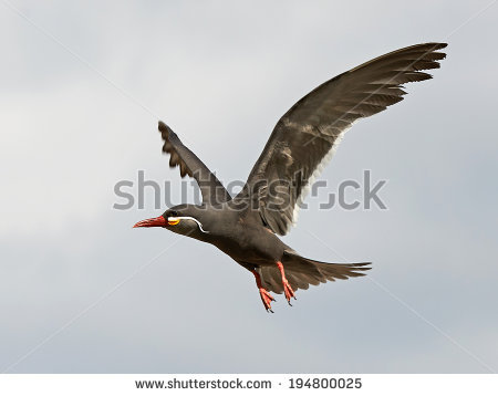 inca Tern" Stock Photos, Royalty.