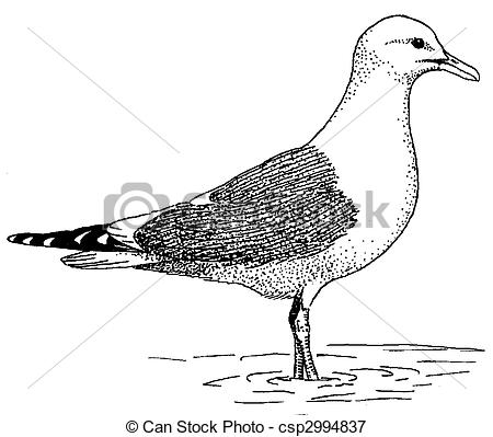 Stock Illustrations of Mew Gull.