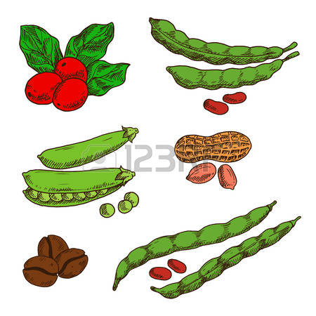 2,149 Legume Cliparts, Stock Vector And Royalty Free Legume.