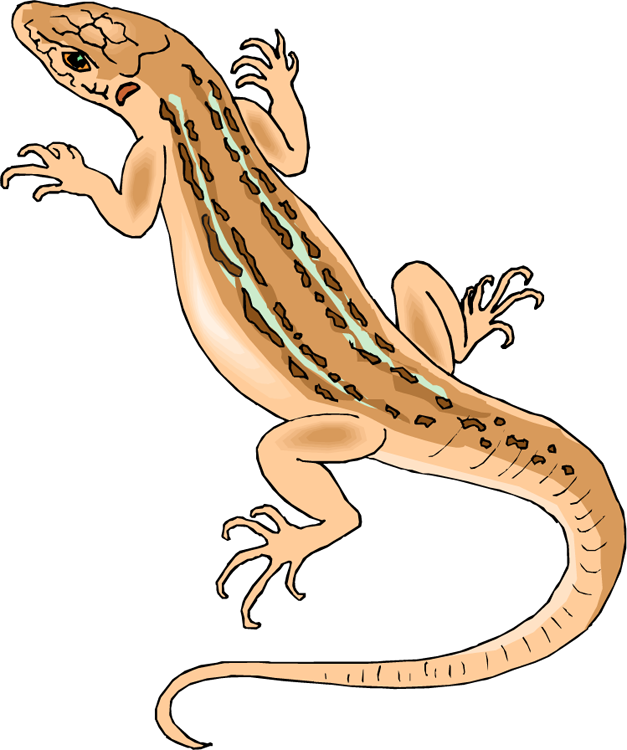 Lizard Clipart.