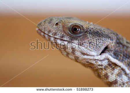 Reptile Head Stock Photos, Royalty.