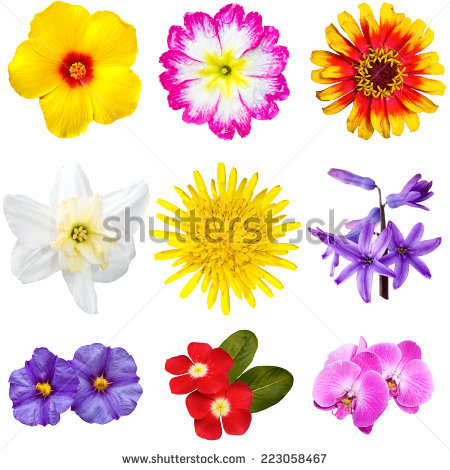 Mandevilla Stock Photos, Royalty.