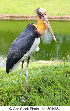 Stock Photo of Marabu.