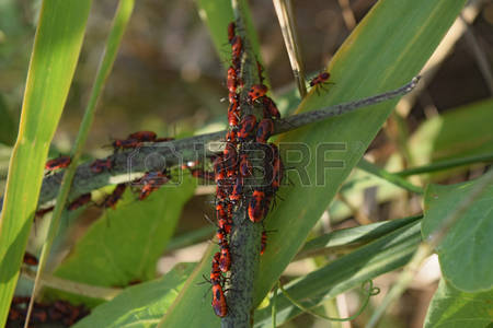 Apterus Heteroptera Images & Stock Pictures. 121 Royalty Free.