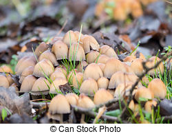 Picture of Mica Cap (Coprinus micaceus) mushrooms near a willow.