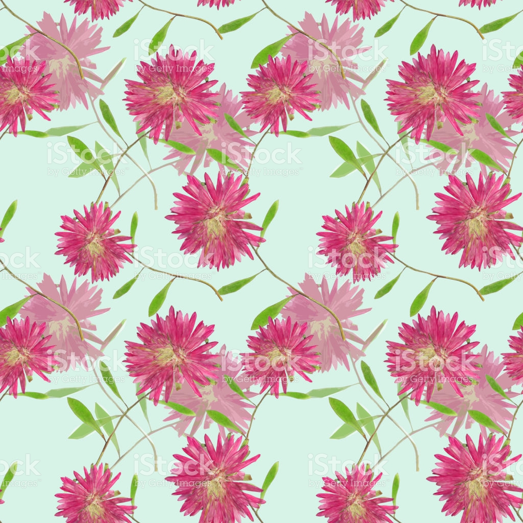 Aster Michaelmas Daisy Seamless Pattern Texture Of Pressed Dry.